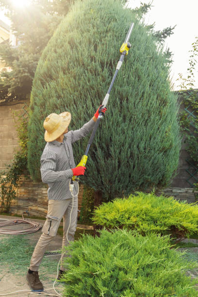 Best Sod Installation  in Monte Sereno, CA